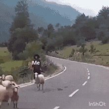 Exam Sheep GIF - Exam Sheep Me GIFs