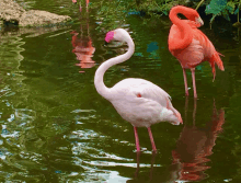 White And Red Flamingos GIF - White And Red Flamingos GIFs