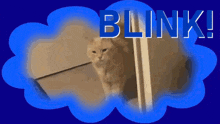 Butters Cat GIF - Butters Cat Awesome GIFs