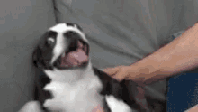 Funny Animals Dogs GIF - Funny Animals Dogs S Illy Face GIFs