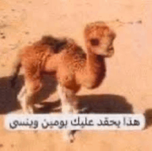 a baby camel is standing in the desert with arabic writing .