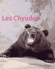 Les Chyudes Bear Panda GIF - Les Chyudes Bear Panda Bear Drink Fanta GIFs