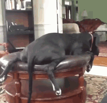 Dogs Sitting GIF