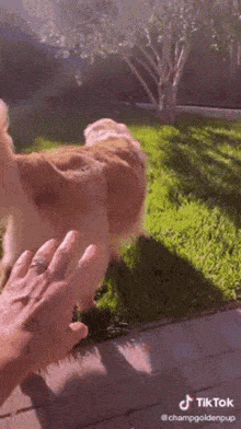a person is petting a dog with their hand while it looks at the camera .