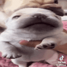a person is holding a puppy with its eyes closed and making a funny face .