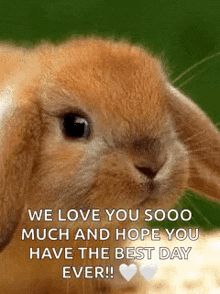 a close up of a rabbit with a message that says `` we love you sooo much and hope you have the best day ever ! ''