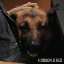 Worried Rex GIF - Worried Rex Hudson And Rex GIFs