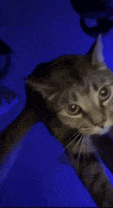 a close up of a cat looking at the camera with a blue background