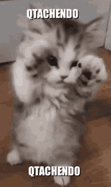 Qtachendo Kitten Quehaces GIF - Qtachendo Kitten Quehaces GIFs