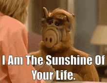 Alf I Am The Sunshine Of Your Life GIF - Alf I Am The Sunshine Of Your Life Sunshine Of Your Life GIFs