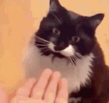 cat high five