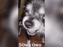 Sowa Owa GIF - Sowa Owa GIFs