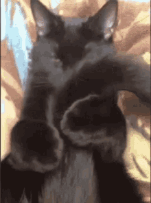 Black Cat Hiding GIF