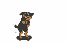 rottweil rottweiler rollbrett skateboad dog