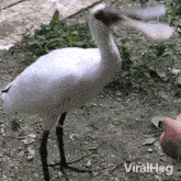 Yelling Bird GIF - Yelling Bird Viralhog GIFs