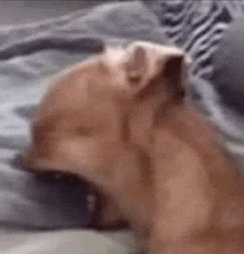 a brown dog is yawning on a bed .