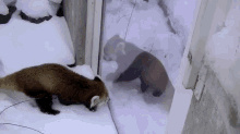Red Panda Is Calling Their Mother :( GIF - Red Panda Sad Snow GIFs