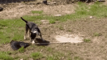 Dog Tries Raking GIF - Dog Trying Raking GIFs