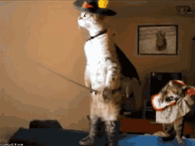 Cats Funny Animals GIF - Cats Funny Animals Puss In Boots GIFs
