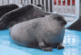 Seal Happy Seal GIF - Seal Happy Seal Seal Hop GIFs