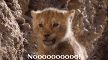 a picture of a lion cub with a caption that says nooooooo