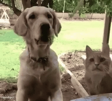 Dogs Cats GIF - Dogs Cats Funny Animals - Discover & Share GIFs