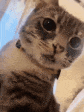 a close up of a cat 's face with a yellow collar