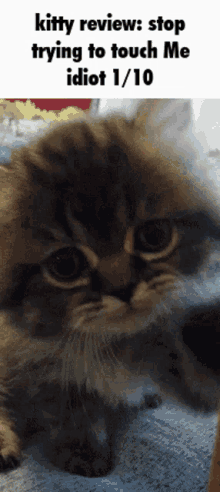 Kitty Review GIF
