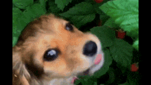 a close up of a brown and black dog looking up at something