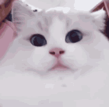 Cat Face Cat Fun GIF - Cat Face Cat Fun Cats Face GIFs