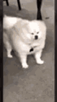 Dog Goggo GIF