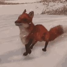 fox excited