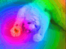 Hi Rainbow GIF - Hi Rainbow Cat GIFs