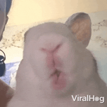 Munching Rabbit GIF - Munching Rabbit Viralhog GIFs