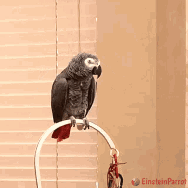Parrot Einstein Parrot GIF - Parrot Einstein Parrot African Grey Parrot -  Discover & Share GIFs