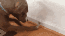 a dog is playing with a toy on the floor .