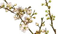 a bunch of small white flowers with green centers