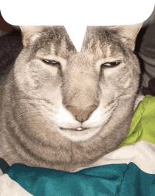 cat speech bubble big face cat with big face