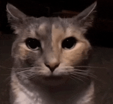Why Cat Void GIF