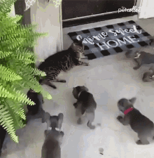 Puppies Cat GIF - Puppies Cat Think I Am In Trouble GIFs