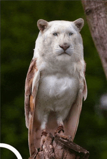 an owl that looks like a white tiger