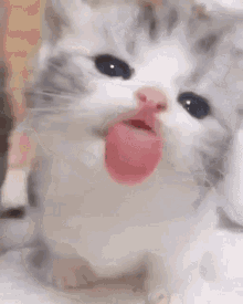 cat licking licks