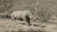 Rhino Running GIF - Rhino Running Omw GIFs