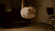Safetyncts Cat GIF - Safetyncts Cat Floating GIFs