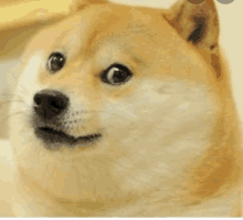 Dogeintensifies Doge GIF - Dogeintensifies Doge Dog GIFs