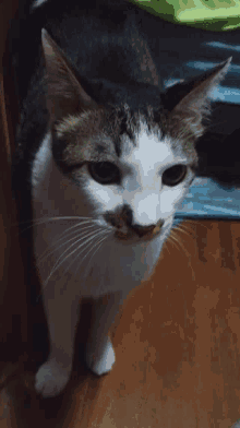 Imma Head Out Cat GIF