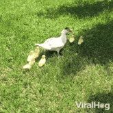 Mother Goose With Her Young Viralhog GIF