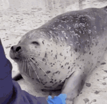 cute animal grin so happy seal chonk