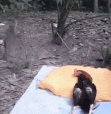 a bird is sitting on a pillow on a bed
