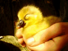 Snoring Duckling GIF - Snoring Duckling Duckling GIFs